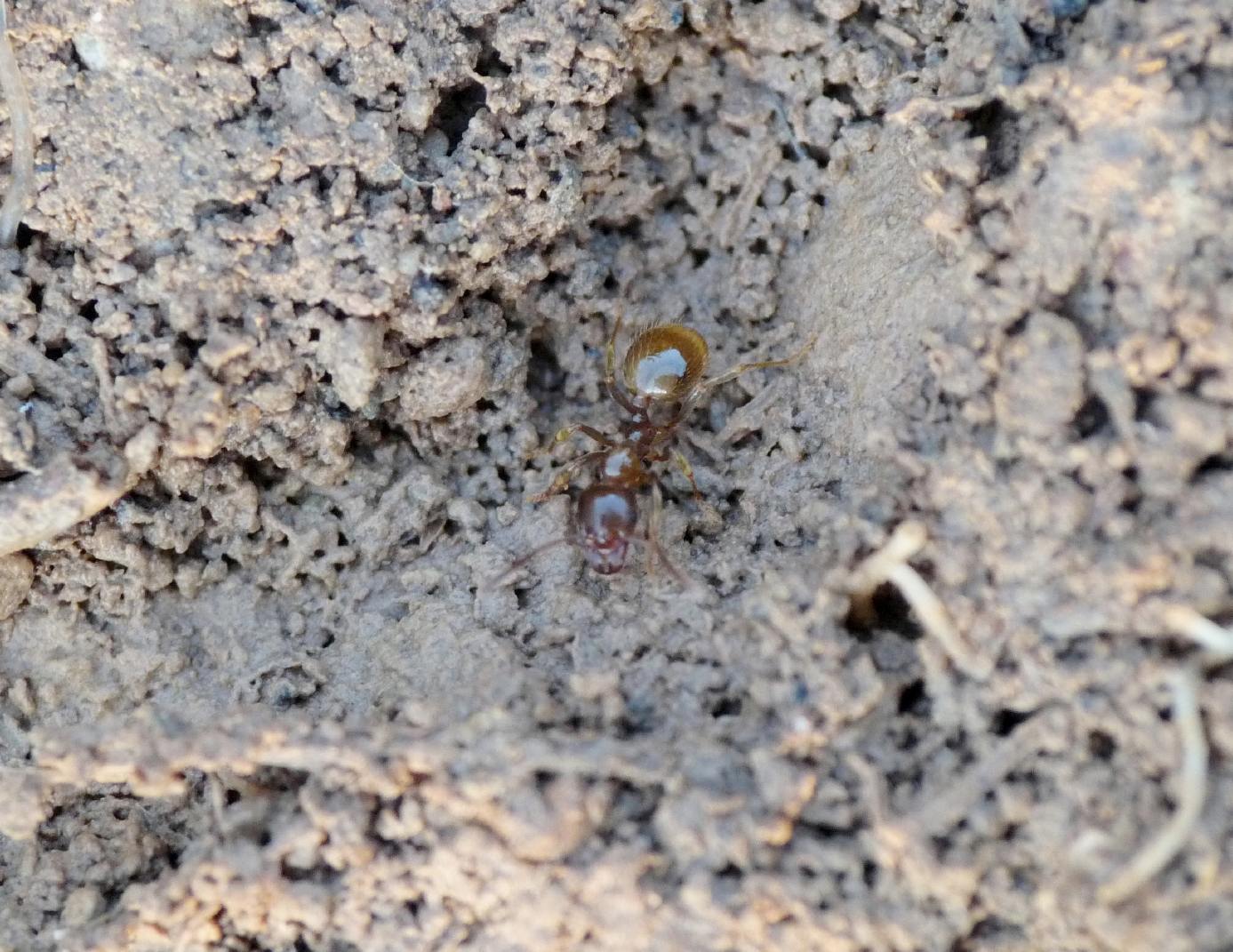 Aphaenogaster subterranea