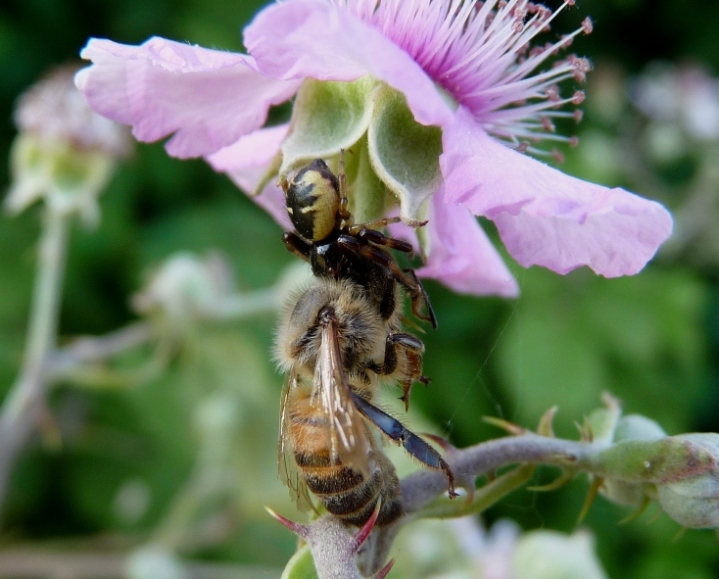 Synema globosum: variazioni sul tema