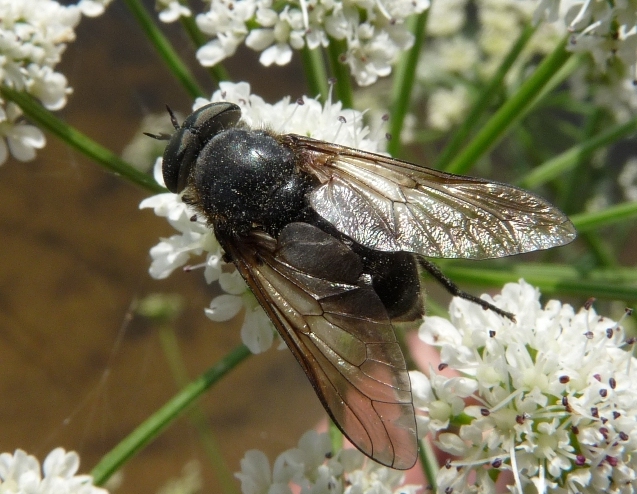 Tabanidae o Syrphidae?  Tabanidae