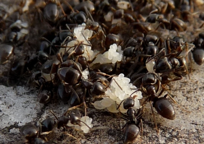 Lasius sp.