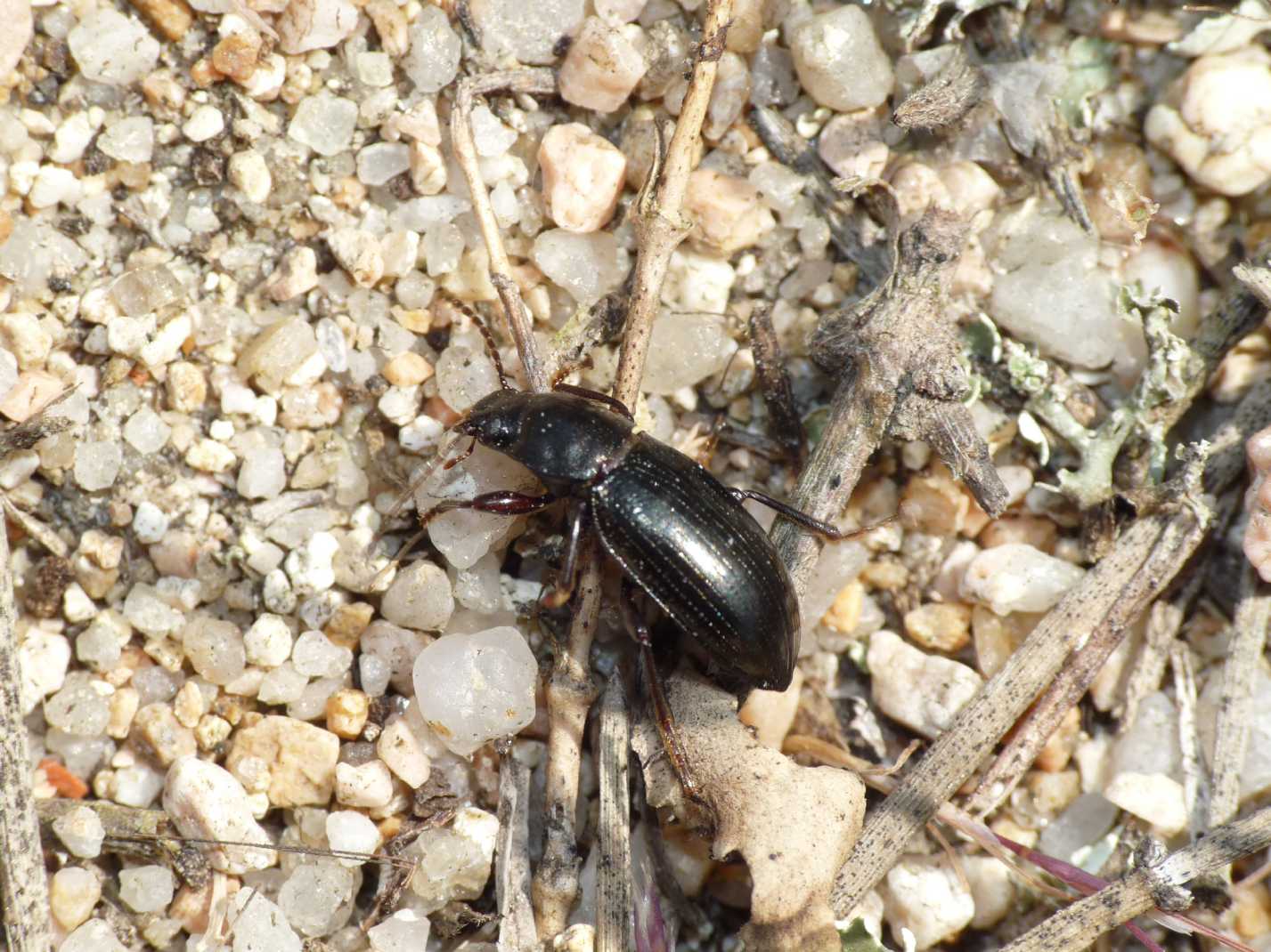 Tenebrionidae tra l''erba