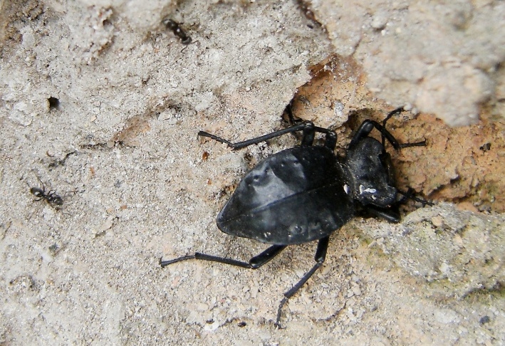 Tenebrionide sulle mura aureliane