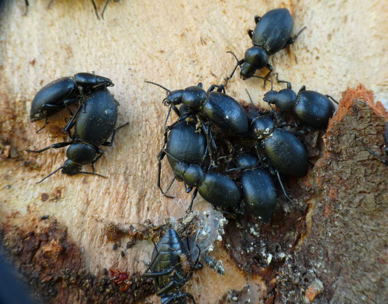 Scytodes thoracica