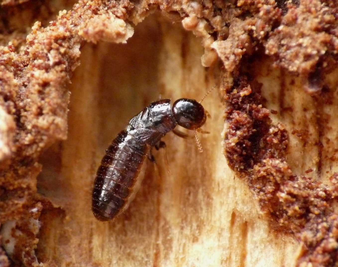 Nursery di termiti: Coppia di Kalotermes flavicollis