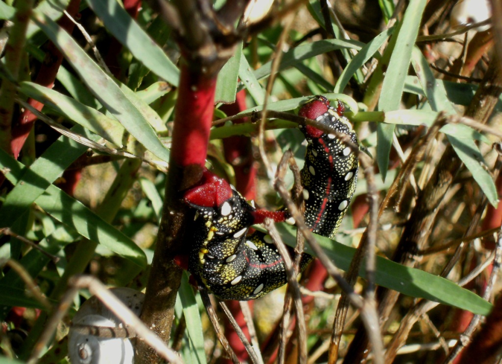 Bruco di Agrius convolvuli