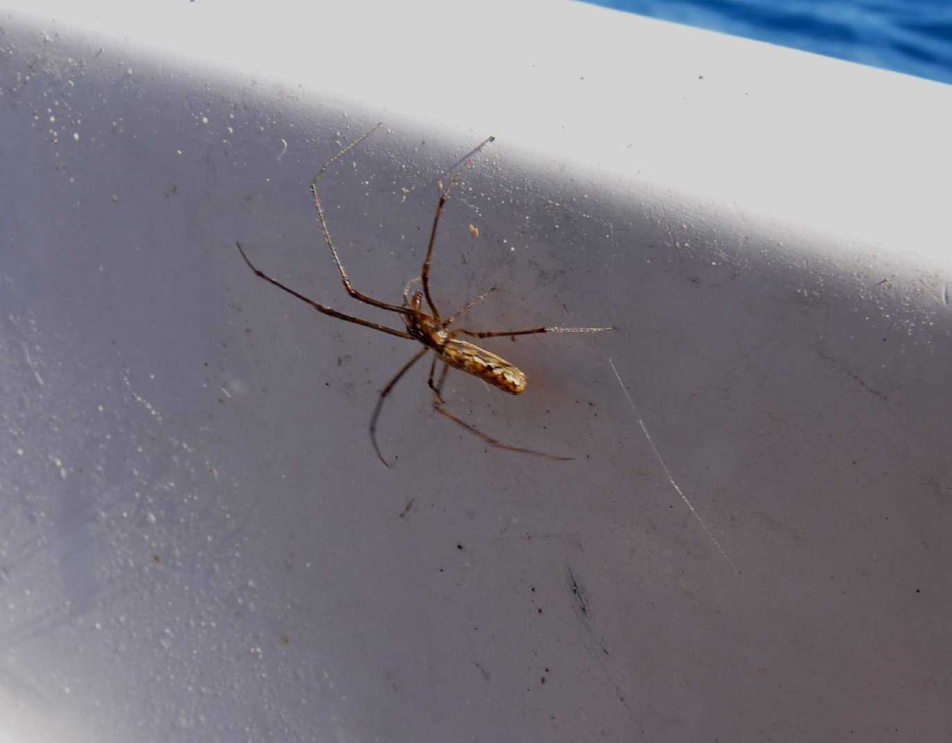 Linyphiidae