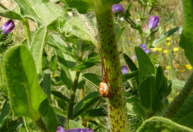 Tetragnatha sp.