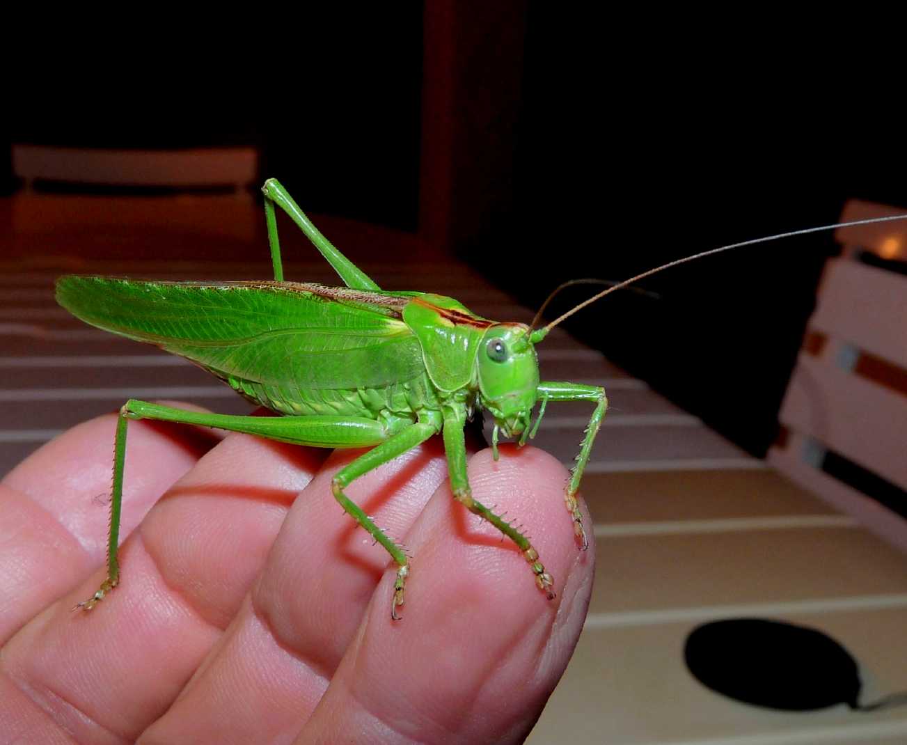 Grosso ortottero: Tettigonia viridissima