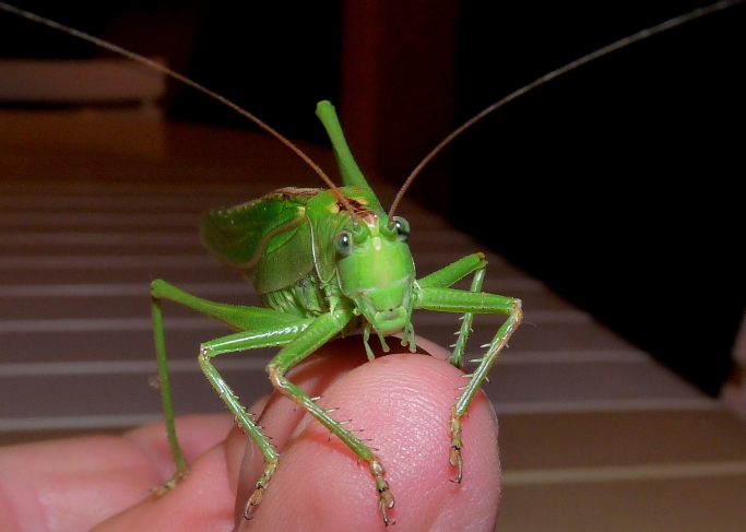 Phaneroptera nana