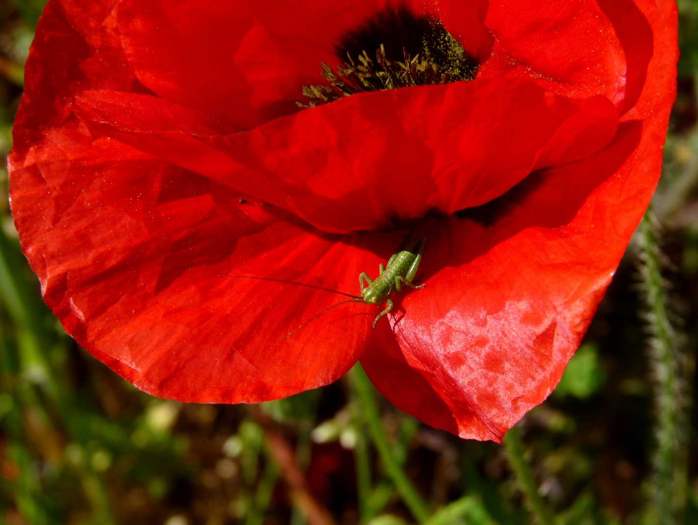 Tettigonia su papavero