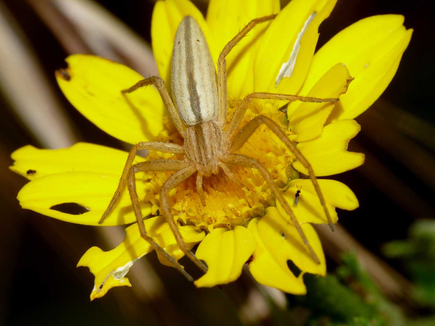 Tibellus sp.