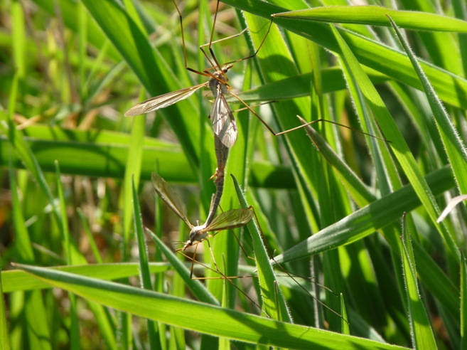 Tipule sarde