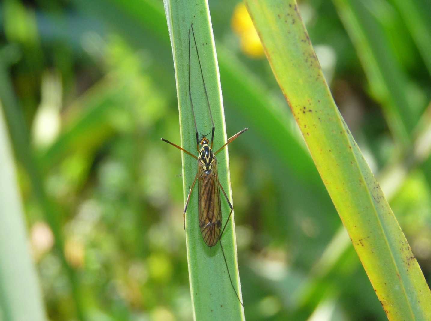 Nephrotoma appendiculata ?