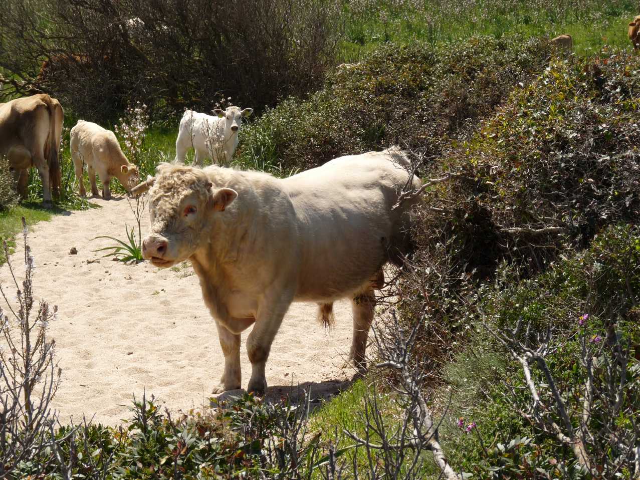 Animali al pascolo