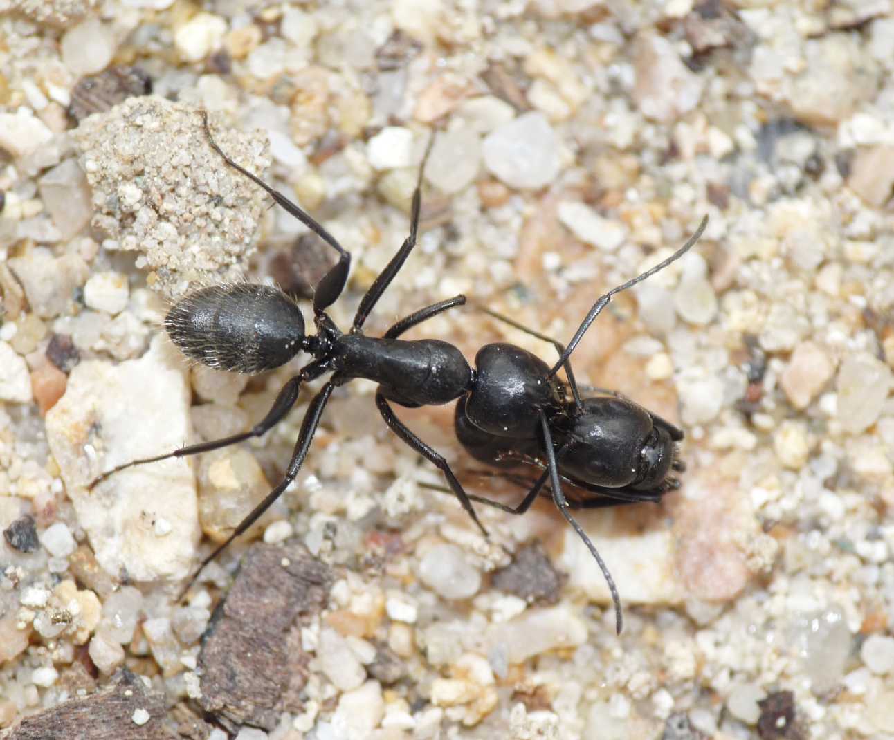 Formica Camponotus vagus che trasporta una compagna