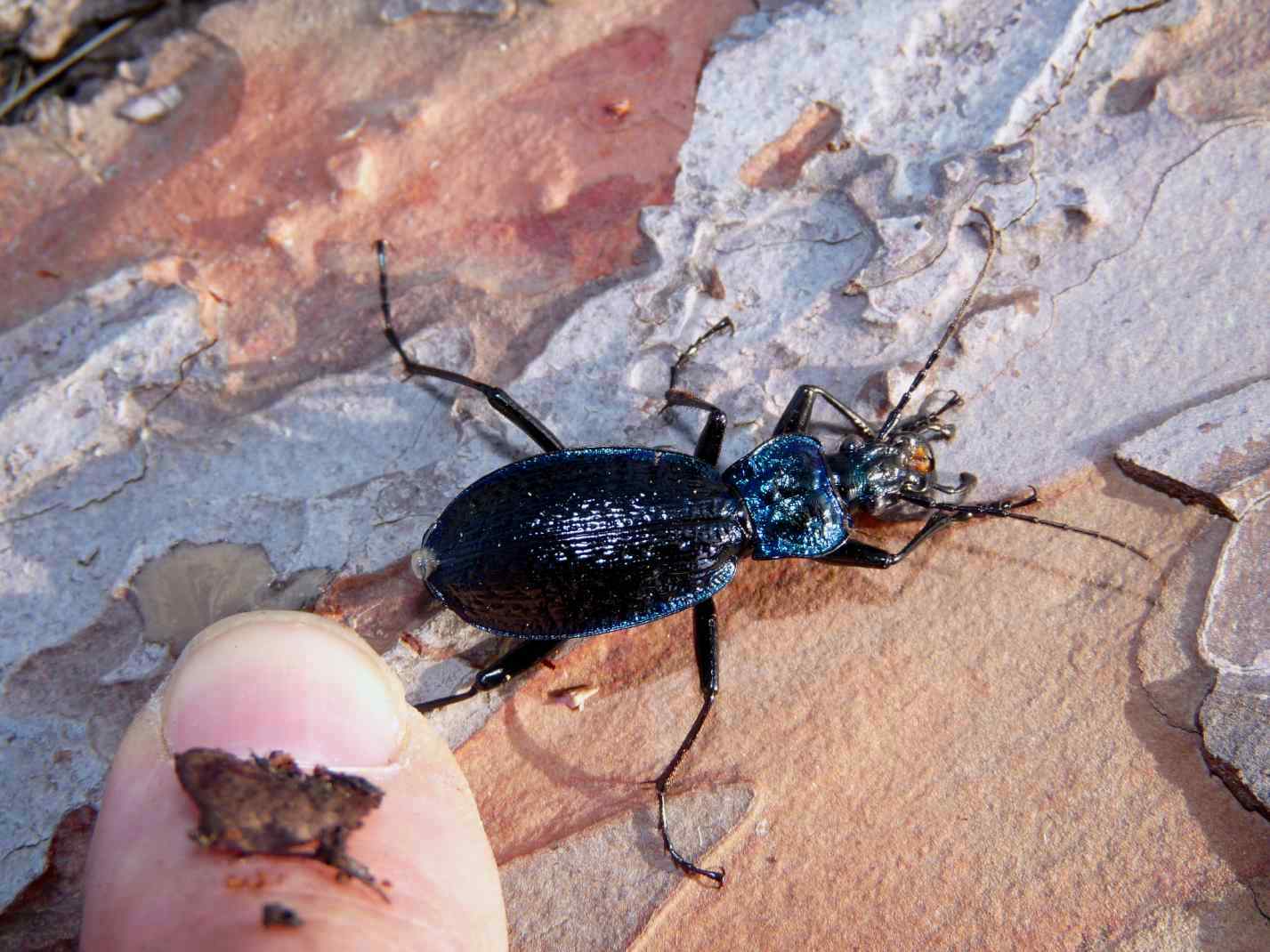 Scarabeo da identificare: Carabus (Chaetocarabus) lefebvrei