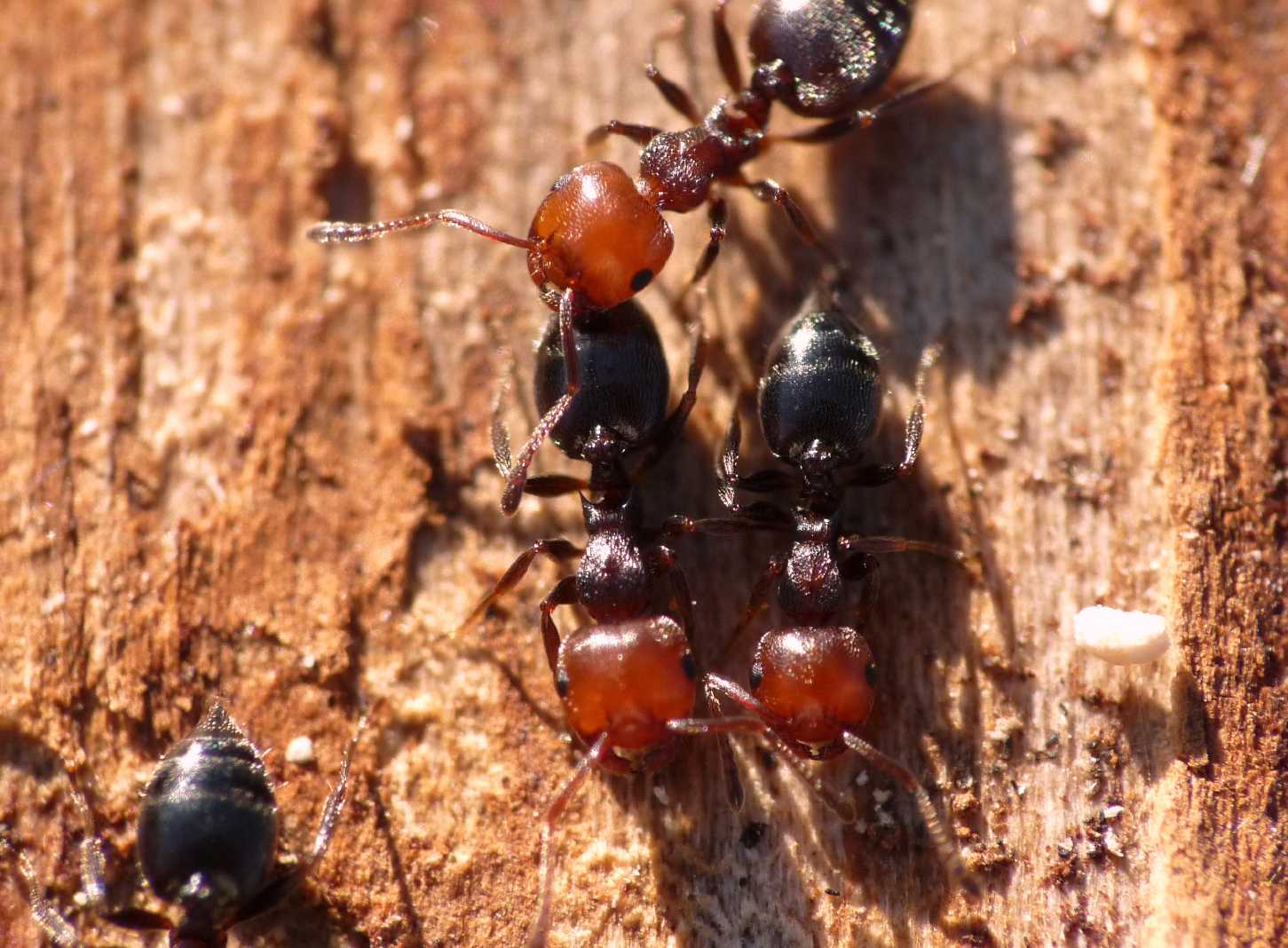 Crematogaster scutellaris: primo piano