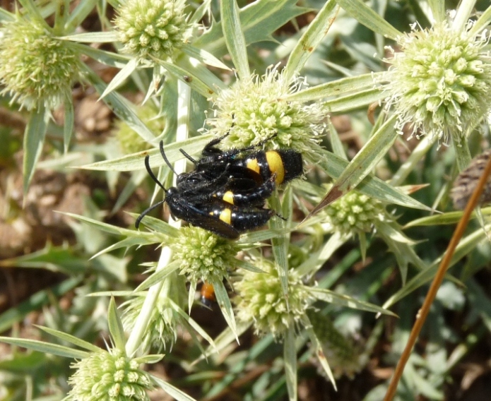 Menage a tre: Scolia Hirta (Scolidae)