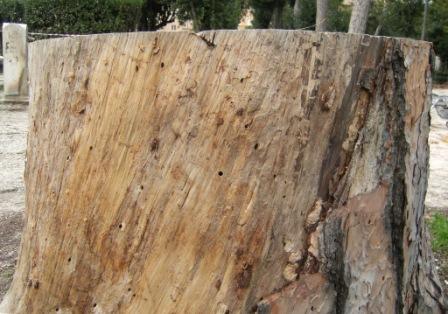 Foro rotondo tra fori ovali: forse Sirex juvencus