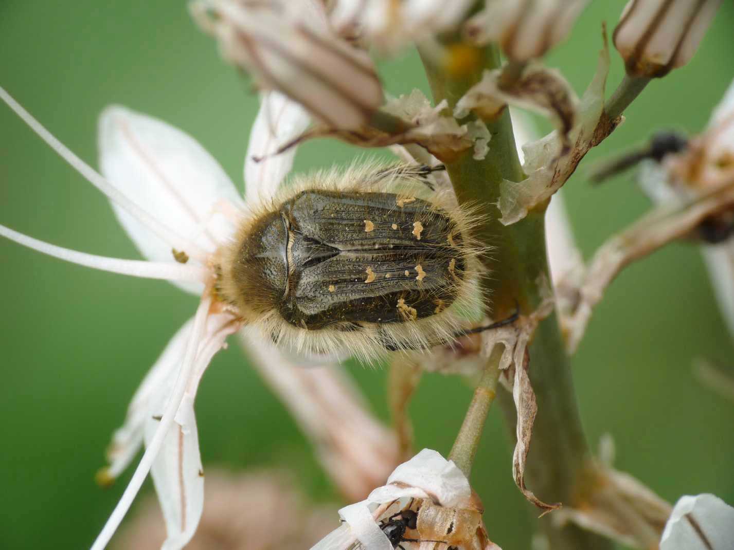 Tropinota hirta ?