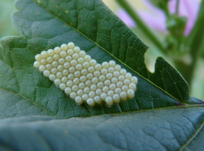 Uova di Heteroptera?