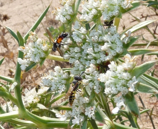 Mintho compressa (Tachinidae).