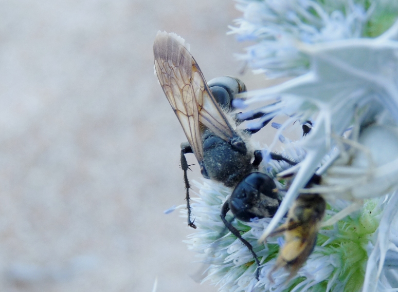 Sphecidae: maschio di Sphex leuconotus