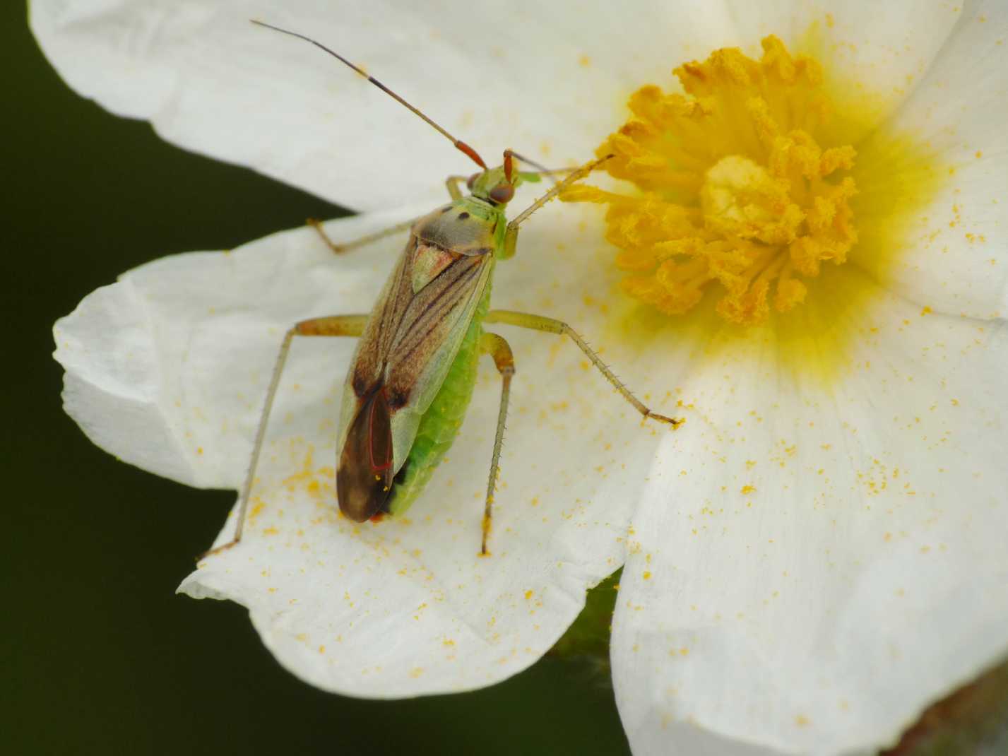 Carrellata di Miridae
