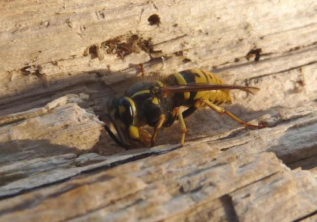 Vespula vulgaris F (Vespidae).