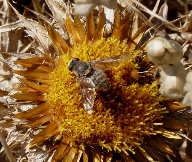 Bombilidae: Cytherea obscura