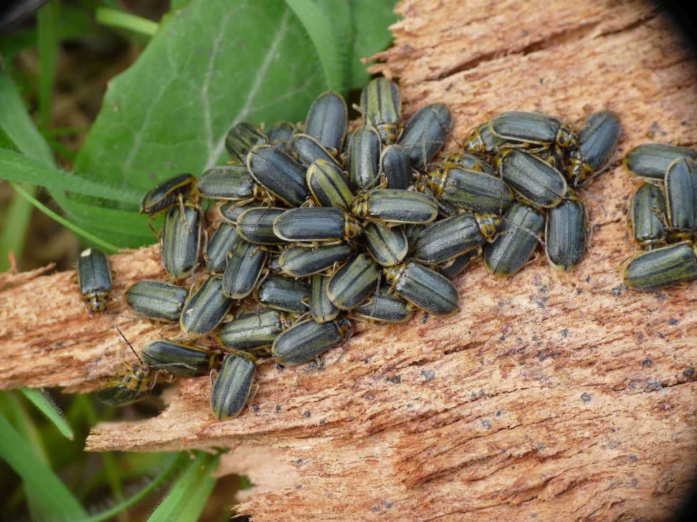 Dormitorio di Xanthogaleruca