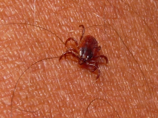Gufo comune e zecca