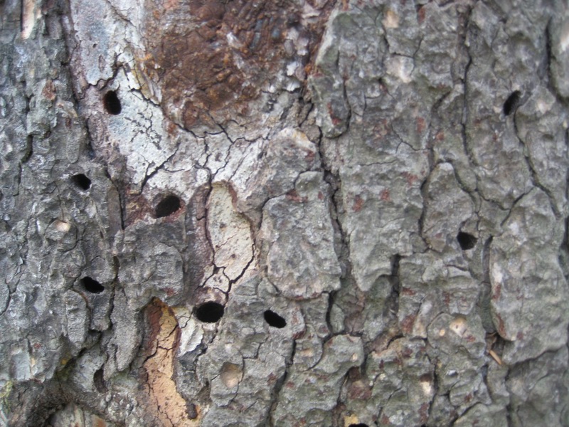 coleottero che sforacchia Cedro del Libano