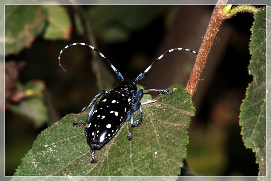 Anoplophora chinensis malasiaca a Roma