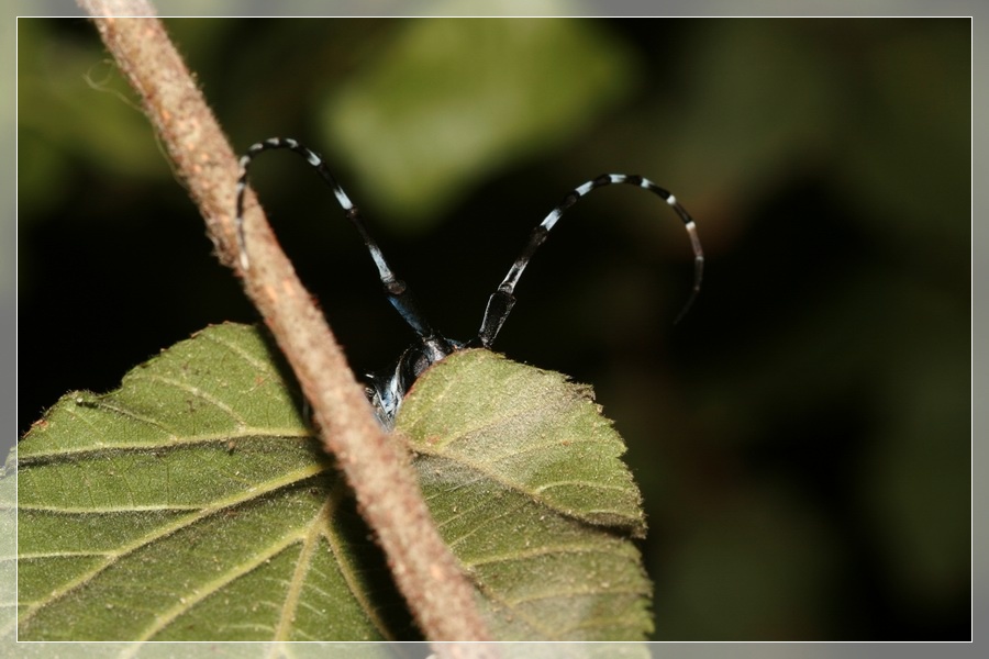 Anoplophora chinensis malasiaca a Roma