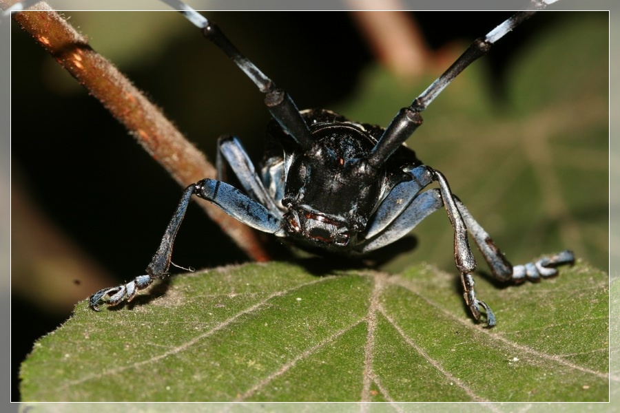 Anoplophora chinensis malasiaca a Roma