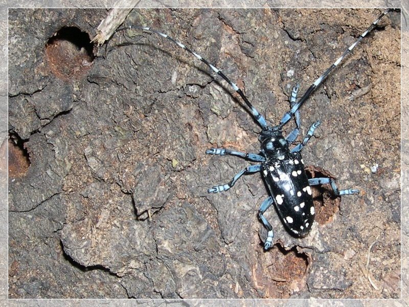 Anoplophora chinensis malasiaca a Roma