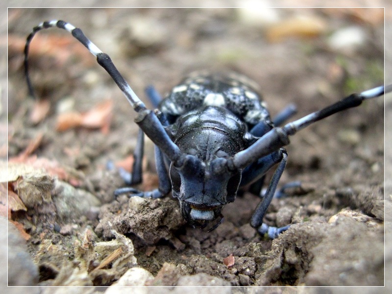 Anoplophora chinensis malasiaca a Roma