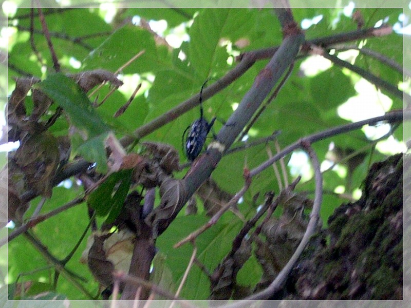 Anoplophora chinensis malasiaca a Roma