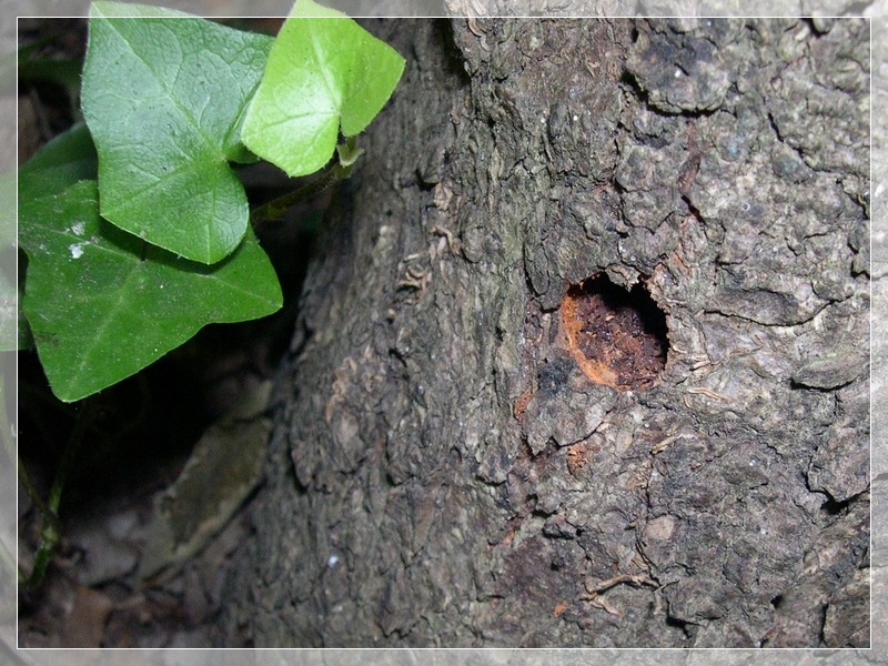 Anoplophora chinensis malasiaca a Roma