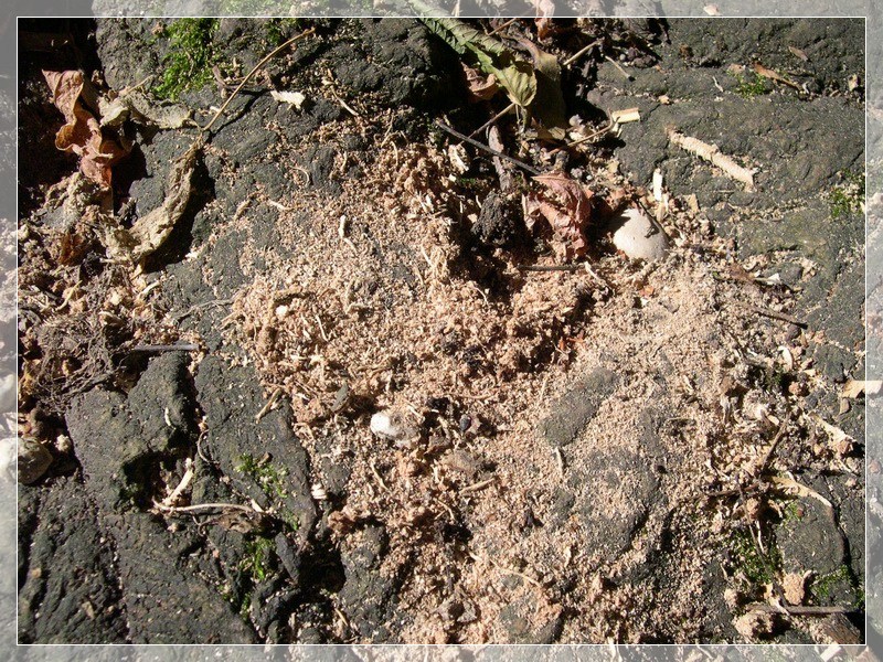 Anoplophora chinensis malasiaca a Roma