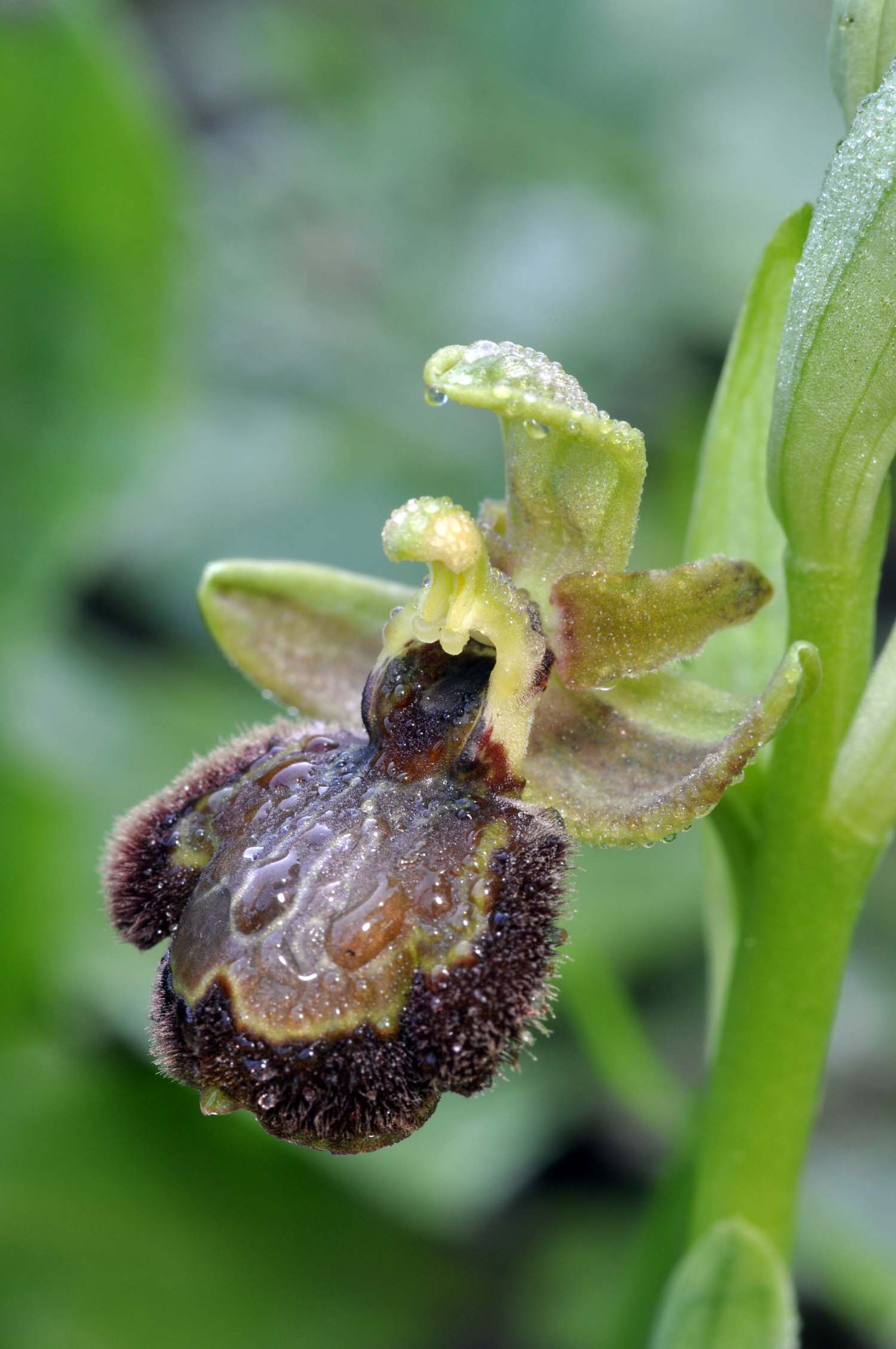 ibrido di ciliata