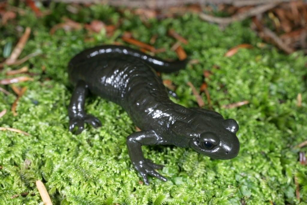 salamandra atra