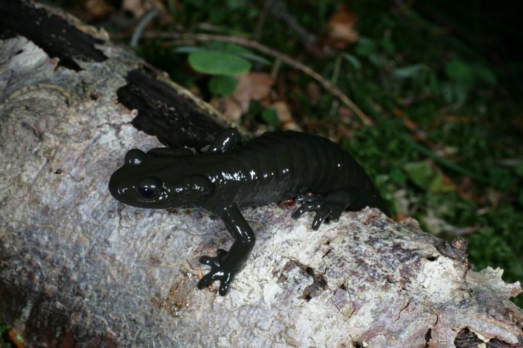 salamandra atra