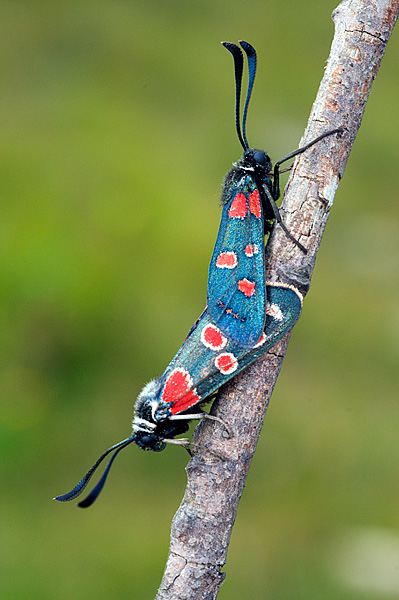 Zygaena (Agrumenia) carniolica (Genova)