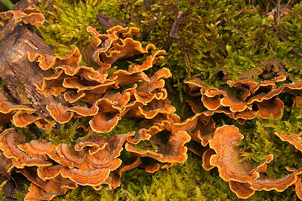 funghi su legno da det. (Stereum hirsutum)