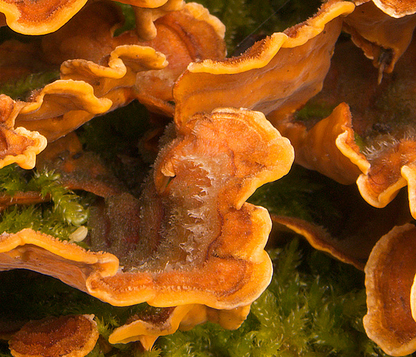 funghi su legno da det. (Stereum hirsutum)
