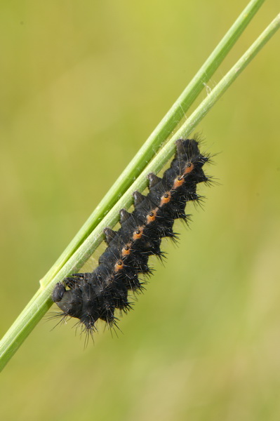 Identificazione bruco - Saturnia (Eudia) pavoniella