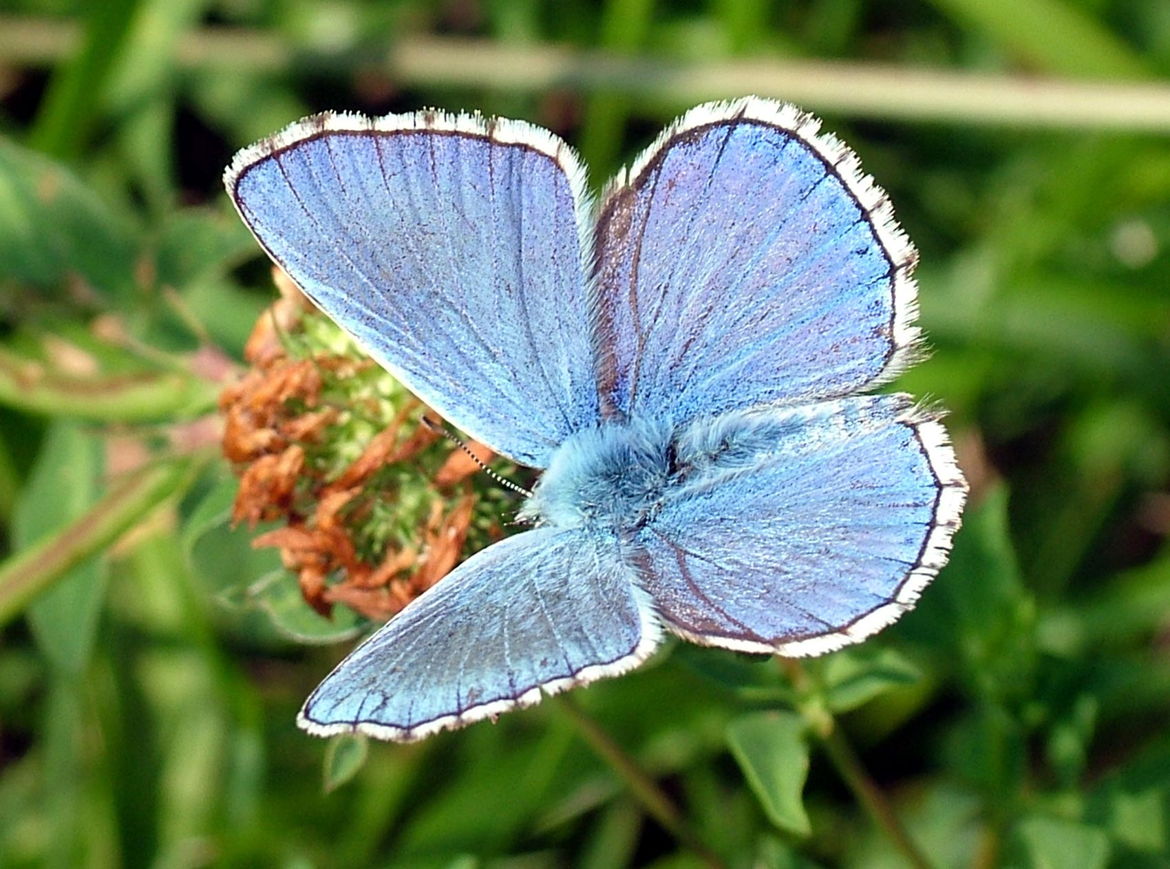 la prima volta a caccia di farfalle