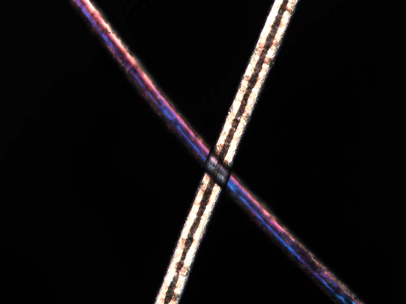 Preparazione Vetrino Con Capelli Natura Mediterraneo Forum Naturalistico